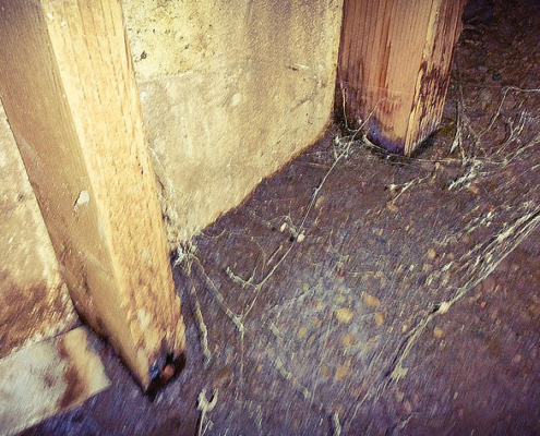 Rotting structural posts. Wood should never be in contact with soil. This was found in a crawlspace, and left unchecked, will cause structural failure in a home.